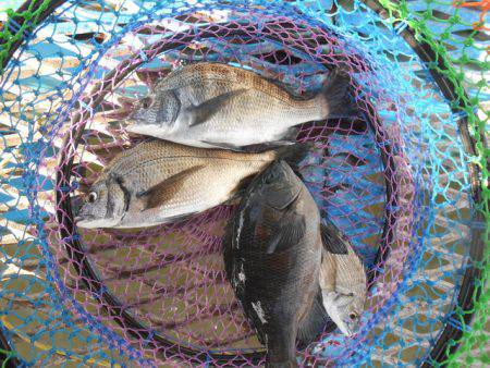 オリジナルメーカー海づり公園(市原市海づり施設) 釣果