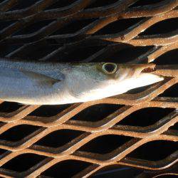 オリジナルメーカー海づり公園(市原市海づり施設) 釣果