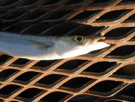 オリジナルメーカー海づり公園(市原市海づり施設) 釣果