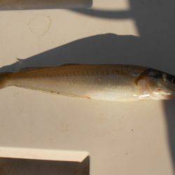 オリジナルメーカー海づり公園(市原市海づり施設) 釣果