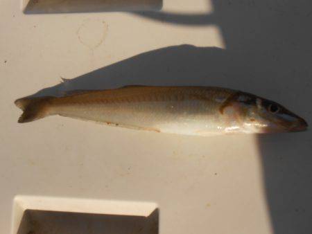 オリジナルメーカー海づり公園(市原市海づり施設) 釣果