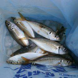 大阪南港海つり公園 釣果