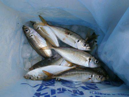 大阪南港海つり公園 釣果