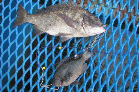 オリジナルメーカー海づり公園(市原市海づり…