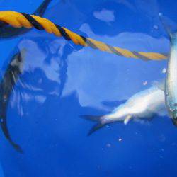 オリジナルメーカー海づり公園(市原市海づり施設) 釣果