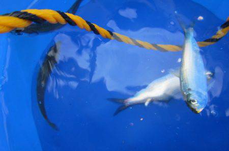 オリジナルメーカー海づり公園(市原市海づり施設) 釣果