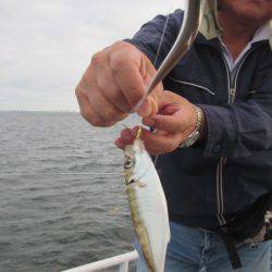オリジナルメーカー海づり公園(市原市海づり施設) 釣果