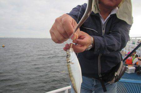 オリジナルメーカー海づり公園(市原市海づり施設) 釣果