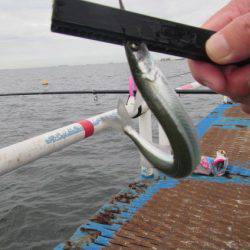 オリジナルメーカー海づり公園(市原市海づり施設) 釣果