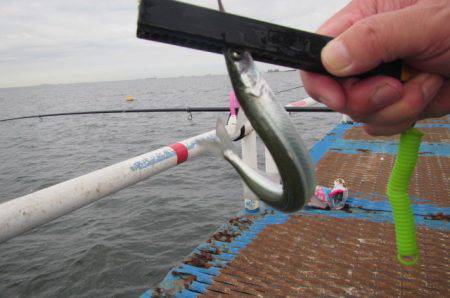 オリジナルメーカー海づり公園(市原市海づり施設) 釣果