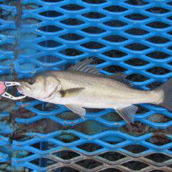 オリジナルメーカー海づり公園(市原市海づり施設) 釣果