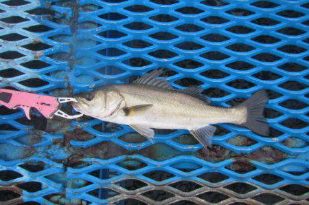 オリジナルメーカー海づり公園(市原市海づり…