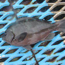 オリジナルメーカー海づり公園(市原市海づり施設) 釣果