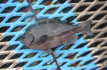 オリジナルメーカー海づり公園(市原市海づり施設) 釣果