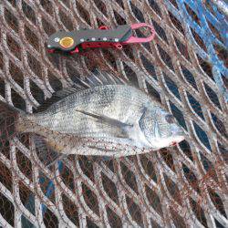 オリジナルメーカー海づり公園(市原市海づり施設) 釣果