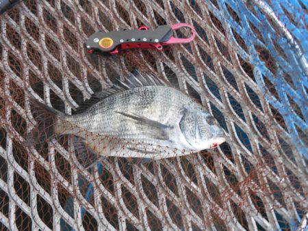 オリジナルメーカー海づり公園(市原市海づり…