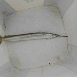 オリジナルメーカー海づり公園(市原市海づり施設) 釣果