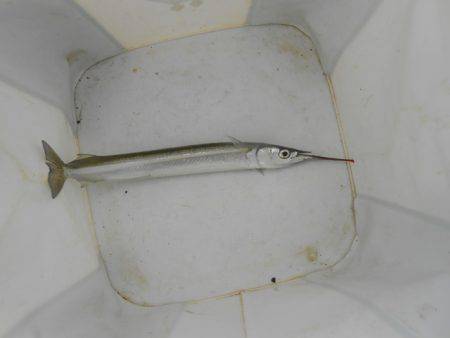 オリジナルメーカー海づり公園(市原市海づり施設) 釣果