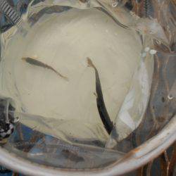 オリジナルメーカー海づり公園(市原市海づり施設) 釣果