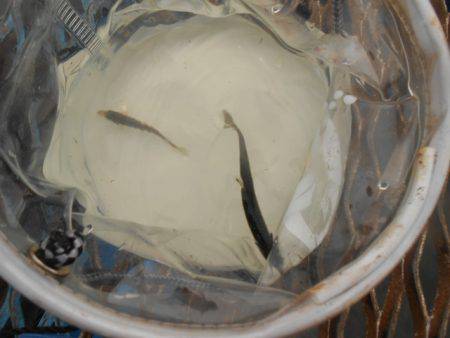 オリジナルメーカー海づり公園(市原市海づり施設) 釣果