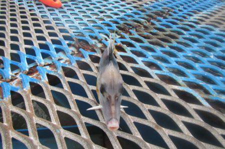 オリジナルメーカー海づり公園(市原市海づり施設) 釣果