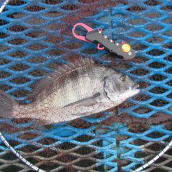 オリジナルメーカー海づり公園(市原市海づり施設) 釣果