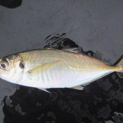 オリジナルメーカー海づり公園(市原市海づり施設) 釣果