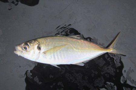 オリジナルメーカー海づり公園(市原市海づり施設) 釣果