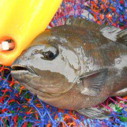 オリジナルメーカー海づり公園(市原市海づり施設) 釣果