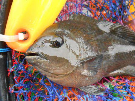 オリジナルメーカー海づり公園(市原市海づり施設) 釣果