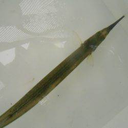 オリジナルメーカー海づり公園(市原市海づり施設) 釣果