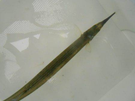 オリジナルメーカー海づり公園(市原市海づり施設) 釣果