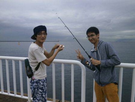 大阪南港海つり公園 釣果