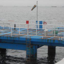 オリジナルメーカー海づり公園(市原市海づり施設) 釣果