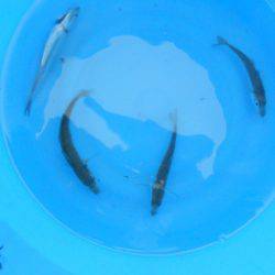 オリジナルメーカー海づり公園(市原市海づり施設) 釣果