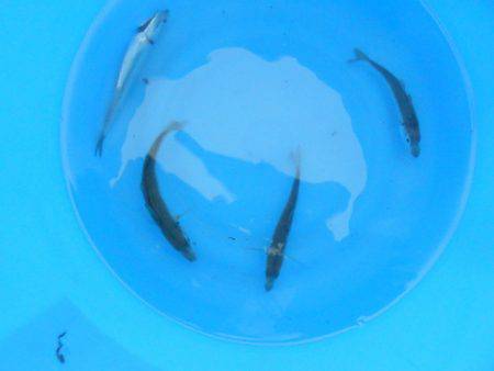 オリジナルメーカー海づり公園(市原市海づり施設) 釣果