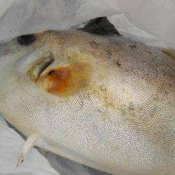 オリジナルメーカー海づり公園(市原市海づり施設) 釣果