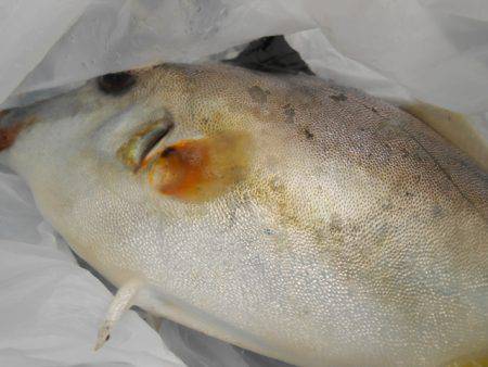 オリジナルメーカー海づり公園(市原市海づり施設) 釣果