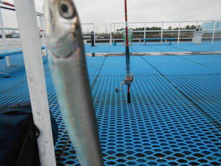 オリジナルメーカー海づり公園(市原市海づり施設) 釣果