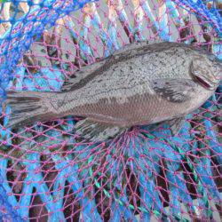 オリジナルメーカー海づり公園(市原市海づり施設) 釣果