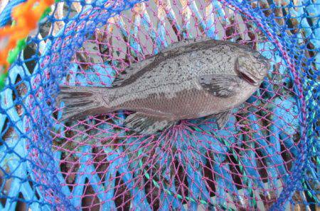 オリジナルメーカー海づり公園(市原市海づり…