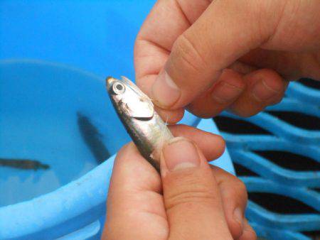 オリジナルメーカー海づり公園(市原市海づり施設) 釣果