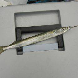 オリジナルメーカー海づり公園(市原市海づり施設) 釣果