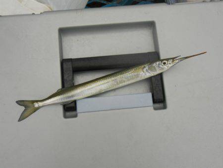 オリジナルメーカー海づり公園(市原市海づり施設) 釣果