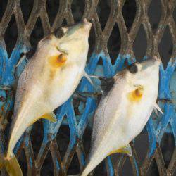 オリジナルメーカー海づり公園(市原市海づり施設) 釣果