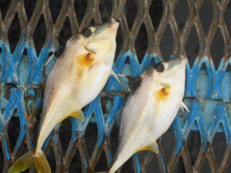 オリジナルメーカー海づり公園(市原市海づり施設) 釣果