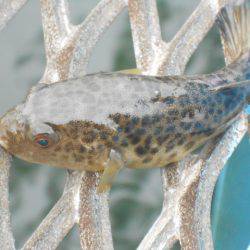 オリジナルメーカー海づり公園(市原市海づり施設) 釣果