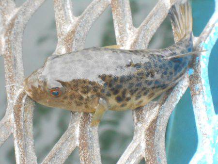 オリジナルメーカー海づり公園(市原市海づり施設) 釣果