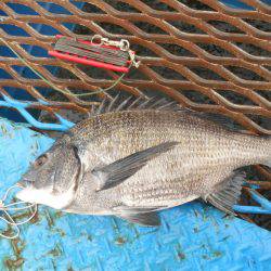 オリジナルメーカー海づり公園(市原市海づり施設) 釣果