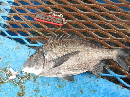 オリジナルメーカー海づり公園(市原市海づり…